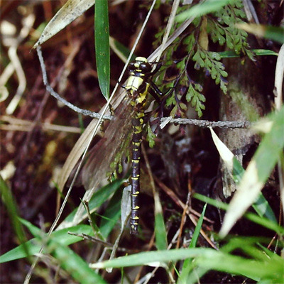 ���J�V�����}