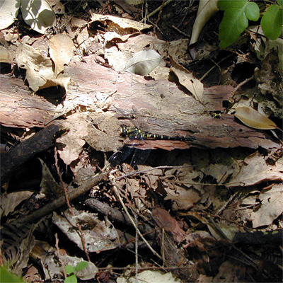 ���J�V�����}