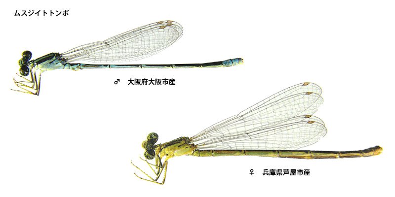 ���X�W�C�g�g���{