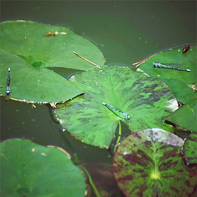 ���X�W�C�g�g���{