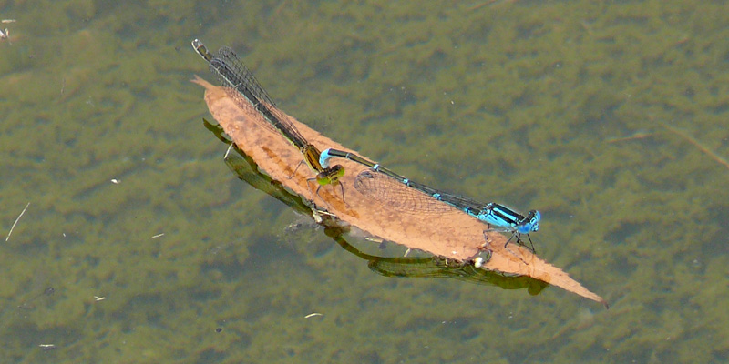 ���X�W�C�g�g���{