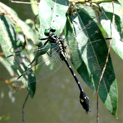 �i�S���T�i�G��