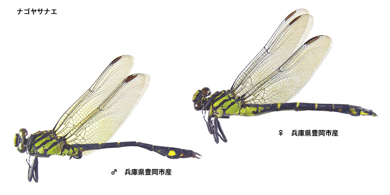 �i�S���T�i�G