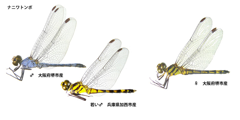 �i�j���g���{