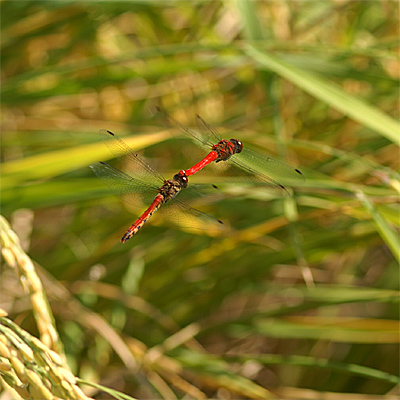 �i�c�A�J�l