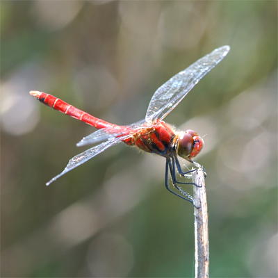 �i�c�A�J�l��