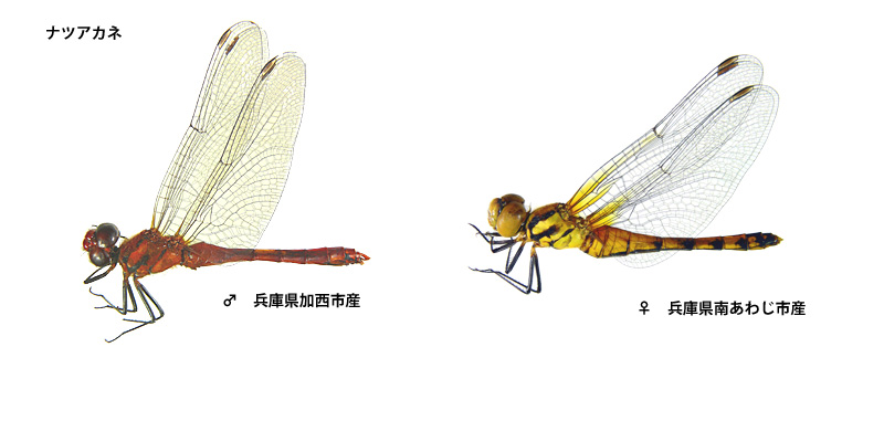 �i�c�A�J�l