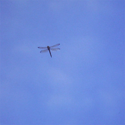 �l�A�J���V�����}