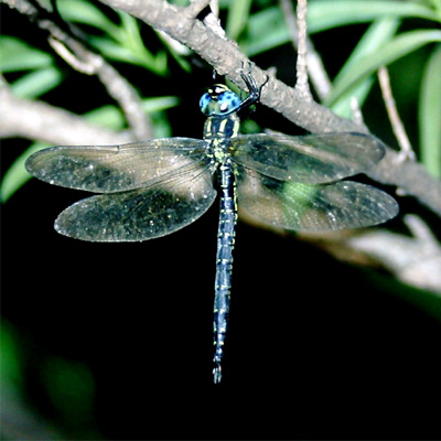 �l�A�J���V�����}��