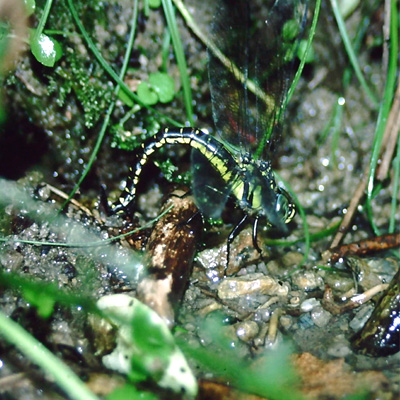 �l�A�J���V�����}