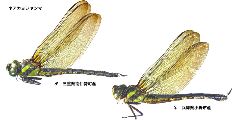 �l�A�J���V�����}