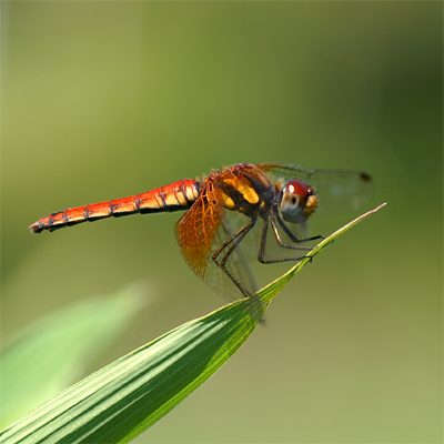 �l�L�g���{��