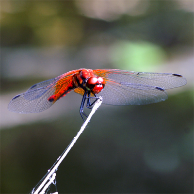 �l�L�g���{��