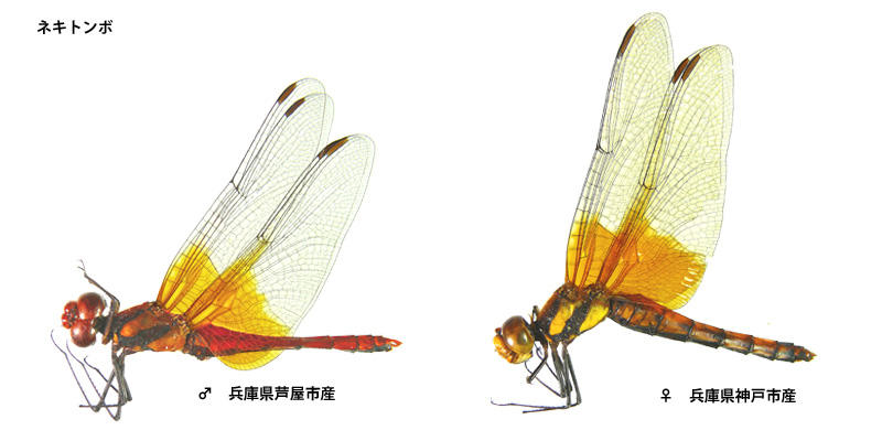 �l�L�g���{