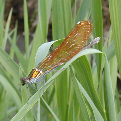 �j�z���J���g���{��