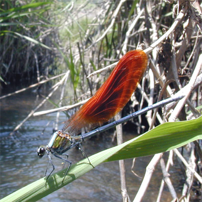 �j�z���J���g���{��