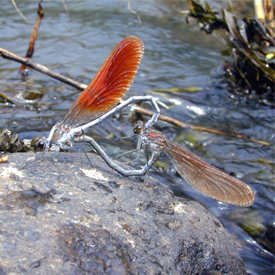 �j�z���J���g���{