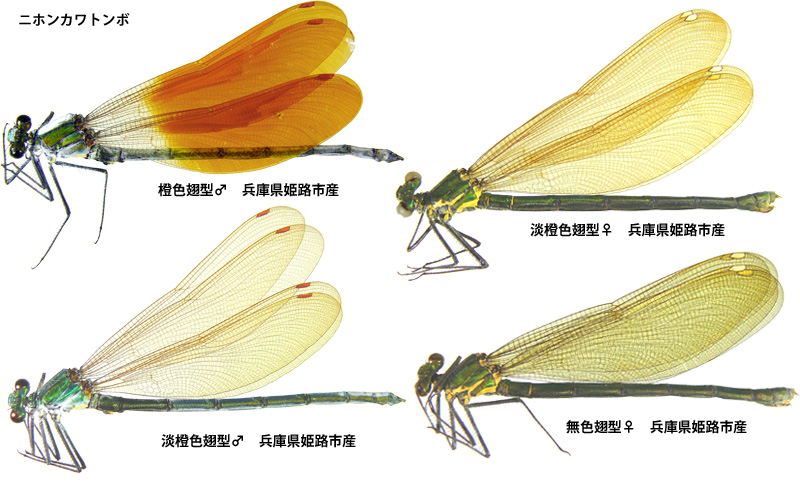 �j�z���J���g���{