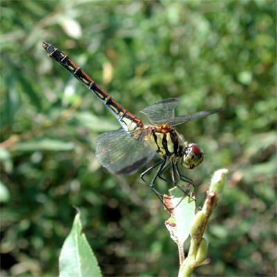 �m�V���g���{��