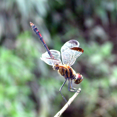 �m�V���g���{��