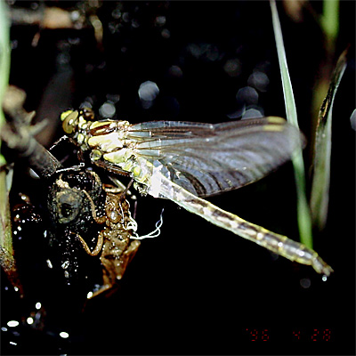 �I�O�}�T�i�G��