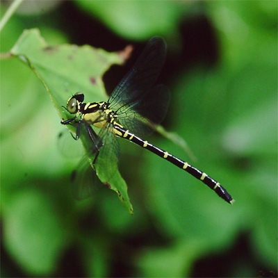 �I�W���T�i�G��