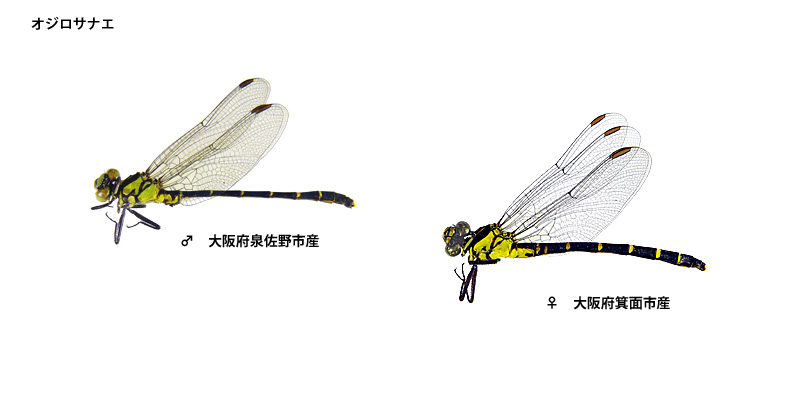 �I�W���T�i�G