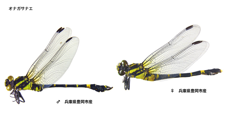 �I�i�K�T�i�G