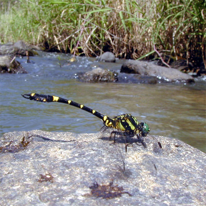 �I�i�K�T�i�G��