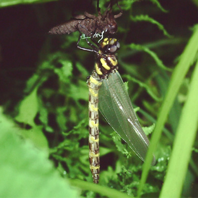 �I�j�����}