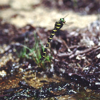 �I�j�����}