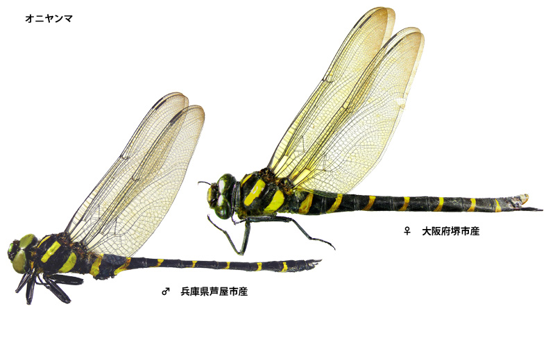 �I�j�����}