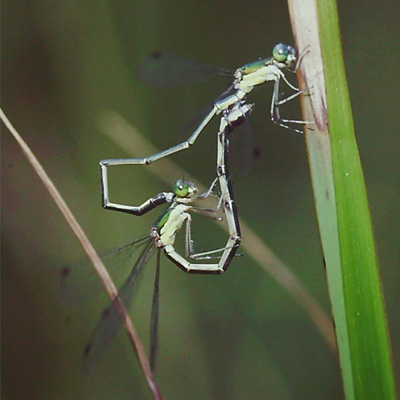 �I�I�A�I�C�g�g���{