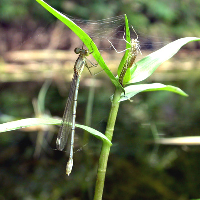 �I�I�A�I�C�g�g���{��