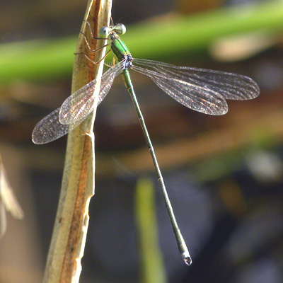 �I�I�A�I�C�g�g���{��