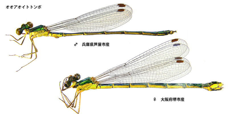 �I�I�A�I�C�g�g���{