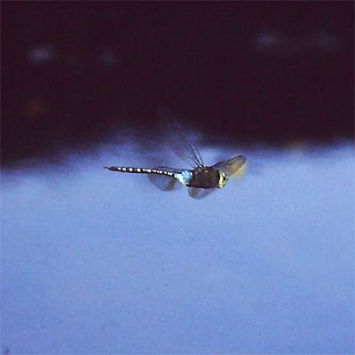 �I�I�M�������}��