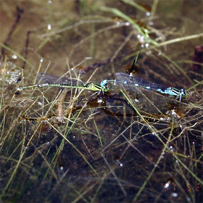 �I�I�C�g�g���{