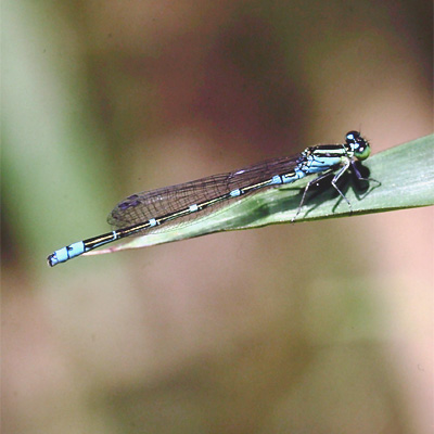 �I�I�C�g�g���{��