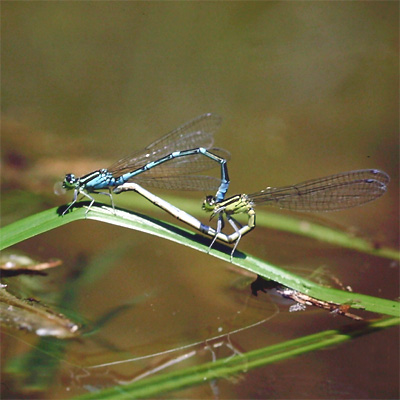 �I�I�C�g�g���{