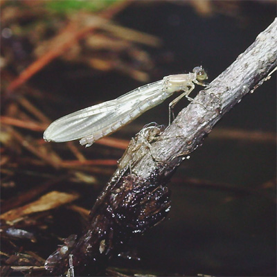 �I�I�C�g�g���{