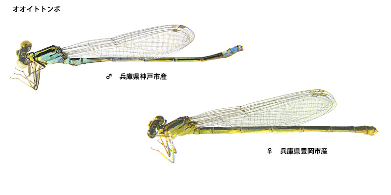 �I�I�C�g�g���{