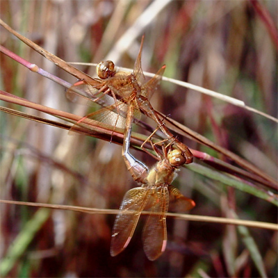 �I�I�L�g���{