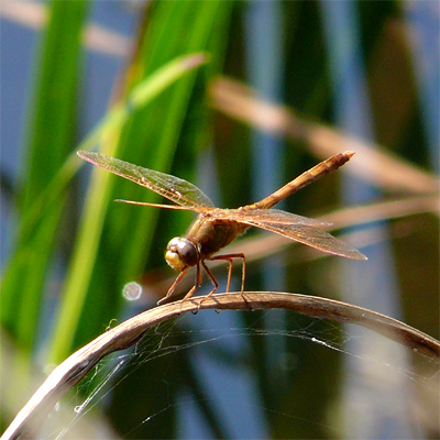 �I�I�L�g���{��