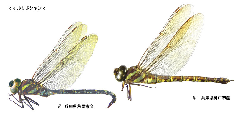 �I�I�����{�V�����}