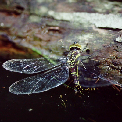 �I�I�����{�V�����}��