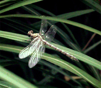 �I�I�T�J�T�i�G