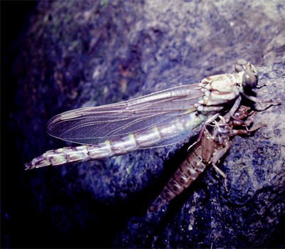 �I�I�T�J�T�i�G