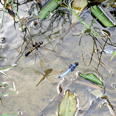 �I�I�V�I�J���g���{