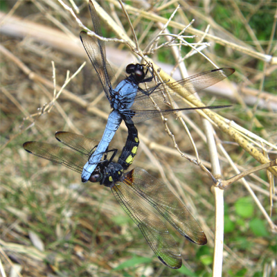 �I�I�V�I�J���g���{